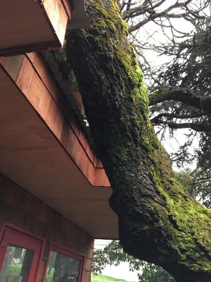 Almabosque Cabanas Puerto Varas Dış mekan fotoğraf