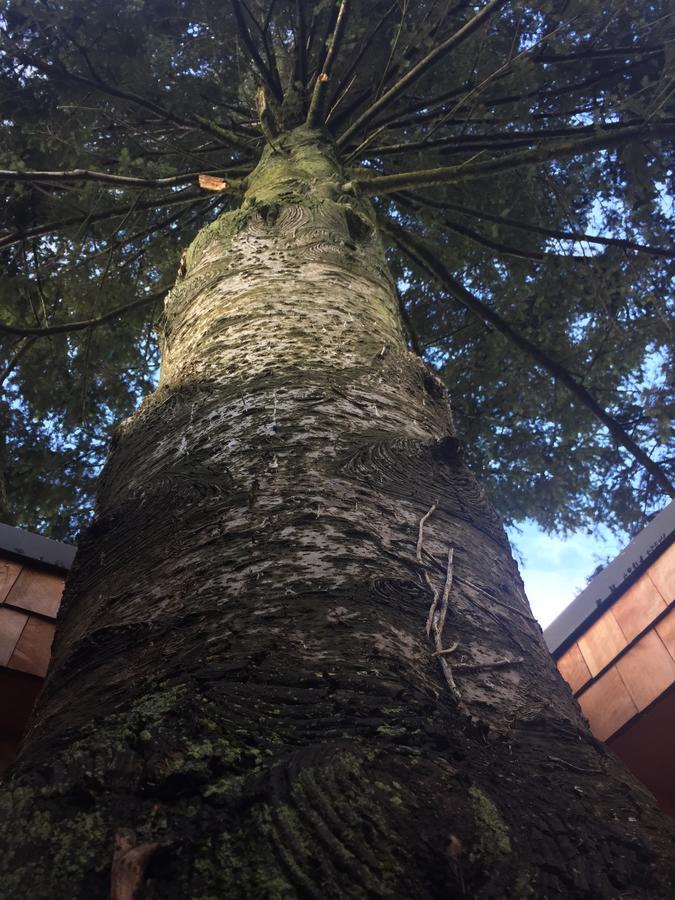 Almabosque Cabanas Puerto Varas Dış mekan fotoğraf